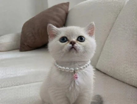 British shorthair blue point - 9861