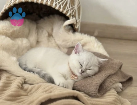 British shorthair blue point - 9861 - Görsel 3