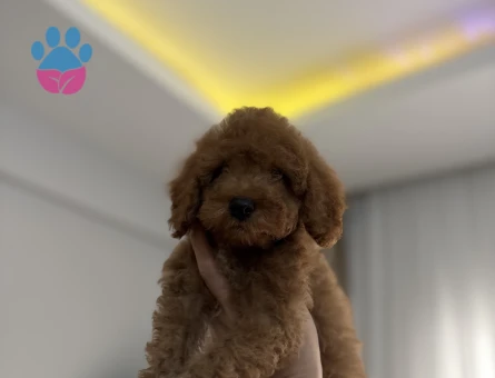 2 buçuk aylık erkek toy poodle - 9863