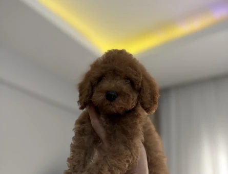 2 buçuk aylık erkek toy poodle - 9863