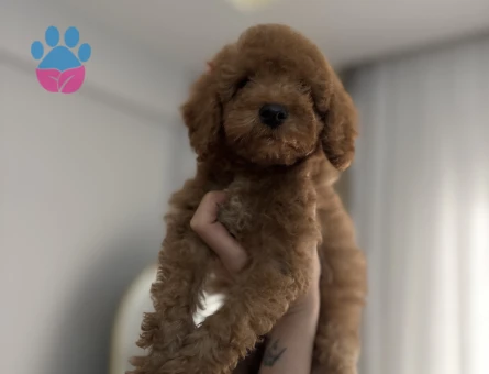 2 buçuk aylık erkek toy poodle - 9863 - Görsel 3