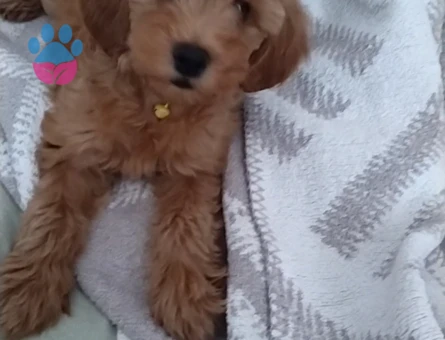 Şebek maltipoo - 9865 - Görsel 2