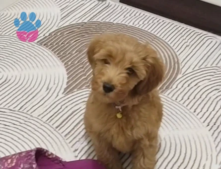 Şebek maltipoo - 9865 - Görsel 4
