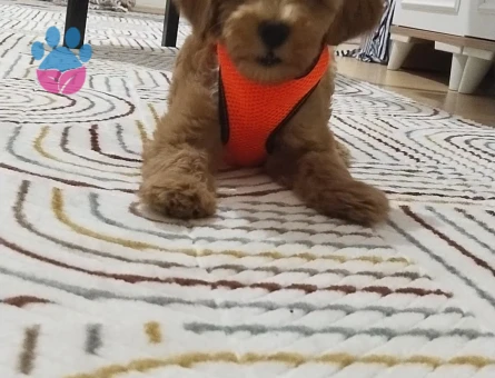 Şebek maltipoo - 9865 - Görsel 3