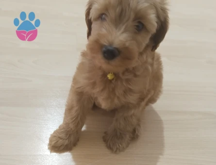 Şebek maltipoo - 9865 - Görsel 5