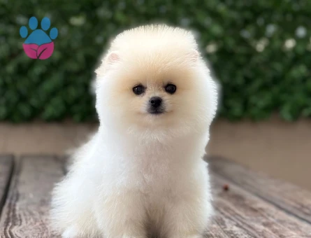 POMERANIAN ÜRETİM ÇİFTLİĞİNDEN - 9867 - Görsel 3