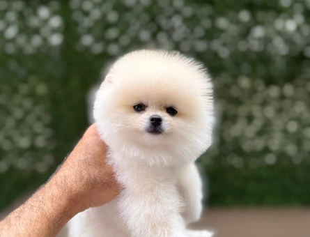 POMERANIAN ÜRETİM ÇİFTLİĞİNDEN - 9867