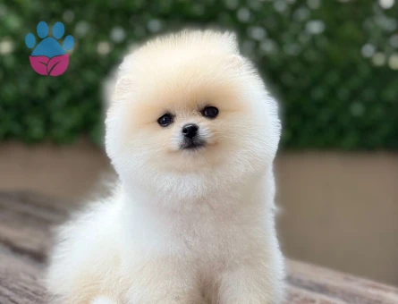 POMERANIAN ÜRETİM ÇİFTLİĞİNDEN - 9867 - Görsel 5