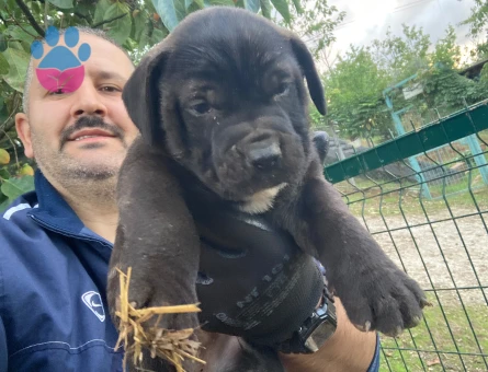 Presa canario yavru - 9868 - Görsel 4