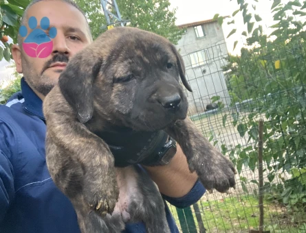 Presa canario yavru - 9868 - Görsel 3
