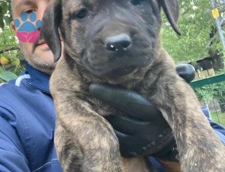 Presa canario yavru - 9868
