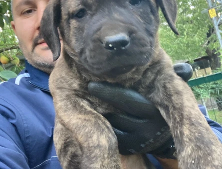 Presa canario yavru - 9868