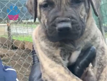 Presa canario yavru - 9868 - Görsel 5