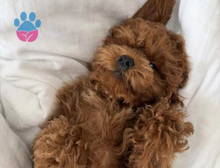 Kore Poodle - 9870