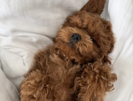 Kore Poodle - 9870