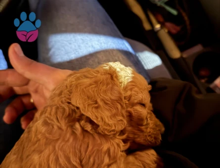 2 Aylık Toy Poodle Maltipo yavrumuz - 9869 - Görsel 3