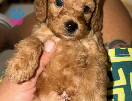 2 Aylık Toy Poodle Maltipo yavrumuz - 9869