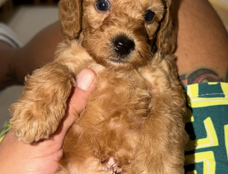 2 Aylık Toy Poodle Maltipo yavrumuz - 9869