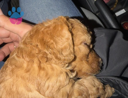 2 Aylık Toy Poodle Maltipo yavrumuz - 9869 - Görsel 4