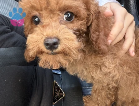 Kore Poodle - 9870 - Görsel 3