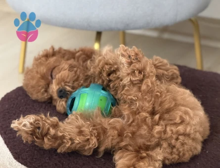 Kore Poodle - 9870 - Görsel 4