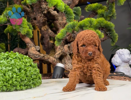 Safkan Cins Toy Poodle Yavrularımız - 9871 - Görsel 2