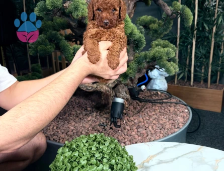 Safkan Cins Toy Poodle Yavrularımız - 9871 - Görsel 3