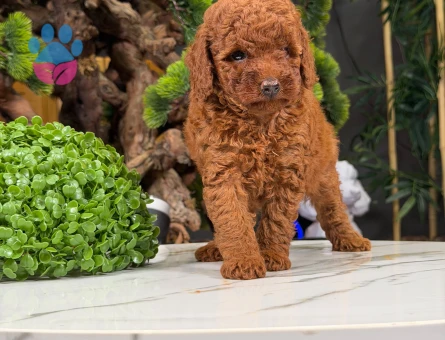 Şahane Ötesi Toy Poodle Bebekler - 9872 - Görsel 2