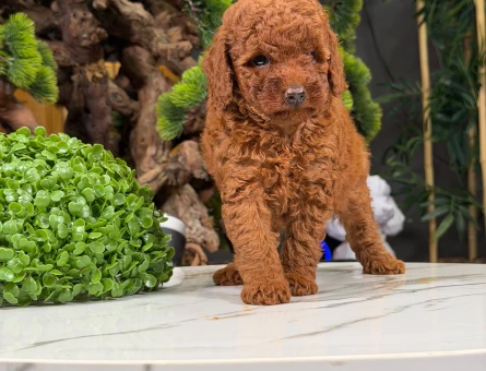 Şahane Ötesi Toy Poodle Bebekler - 9872