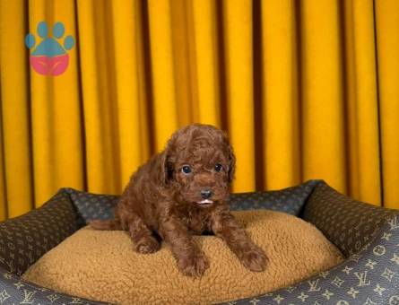 Şahane Ötesi Toy Poodle Bebekler - 9872 - Görsel 3