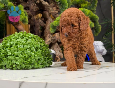 Güzel Yavrularımız Toy Poodle Dişi ve Erkek - 9873 - Görsel 3