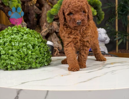 Güzel Yavrularımız Toy Poodle Dişi ve Erkek - 9873 - Görsel 2