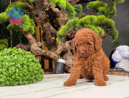 Cins Yavrularımız Toy Poodle Bebekler - 9874 - Görsel 2