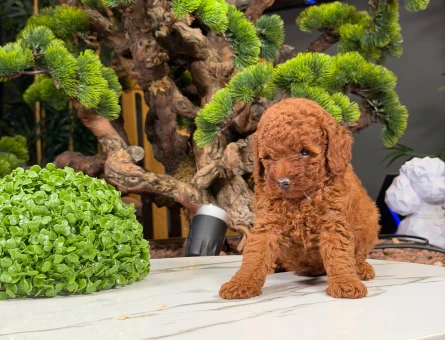 Cins Yavrularımız Toy Poodle Bebekler - 9874