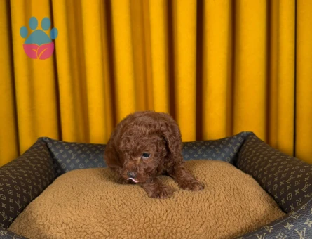 Cins Yavrularımız Toy Poodle Bebekler - 9874 - Görsel 3