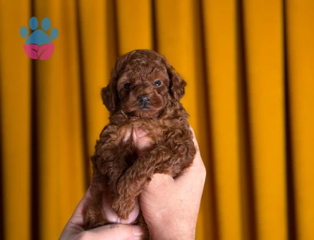 Şahane Yavrularımız Toy Poodle - 9875 - Görsel 2