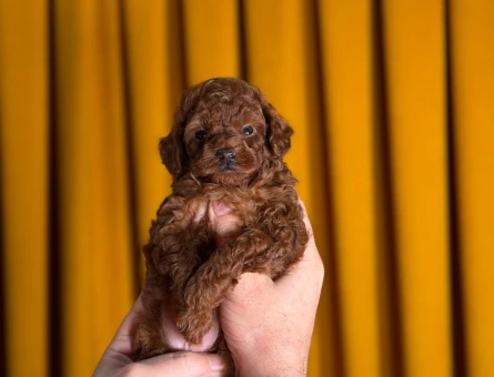 Şahane Yavrularımız Toy Poodle - 9875