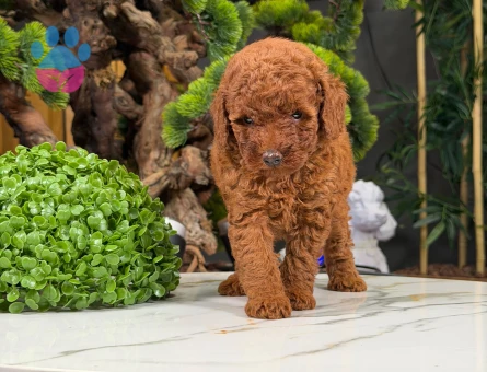 Şahane Yavrularımız Toy Poodle - 9875 - Görsel 3