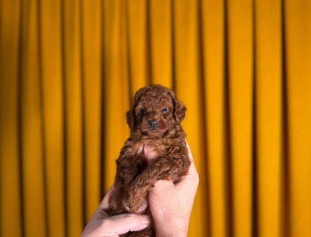 Gülen Surat Toy Poodle Yavrularımız - 9876