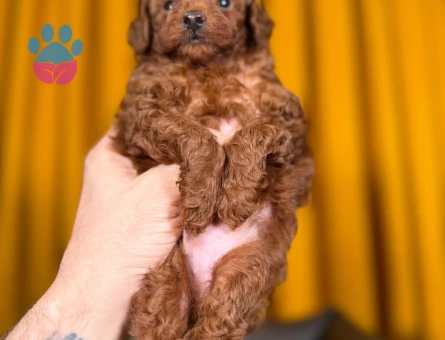 Gülen Surat Toy Poodle Yavrularımız - 9876 - Görsel 3