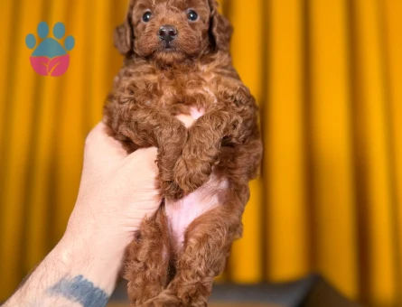 Red Brown Toy Poodle Bebekler - 9877 - Görsel 2