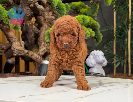 Red Brown Toy Poodle Bebekler - 9877 - Görsel 3