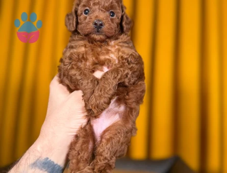 Şahane Oyuncu Toy Poodle Yavrular - 9878 - Görsel 2