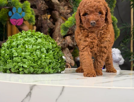Şahane Oyuncu Toy Poodle Yavrular - 9878 - Görsel 3