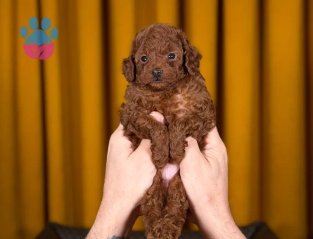 Saf Irk Uysal Toy Poodle Yavrularımız - 9879 - Görsel 2