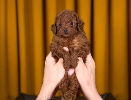 Saf Irk Uysal Toy Poodle Yavrularımız - 9879