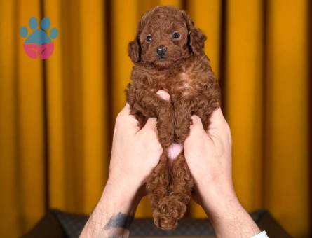 Saf Irk Uysal Toy Poodle Yavrularımız - 9879 - Görsel 3