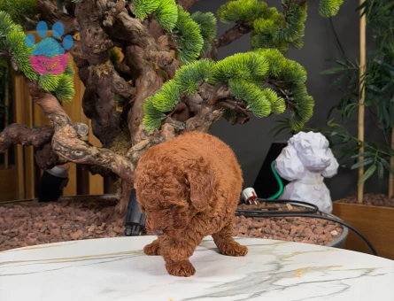 Saf Irk Uysal Toy Poodle Yavrularımız - 9879 - Görsel 4