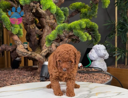 Şeker Gibi Toy Poodle Yavrularımız - 9880 - Görsel 2