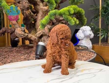 Şeker Gibi Toy Poodle Yavrularımız - 9880 - Görsel 3
